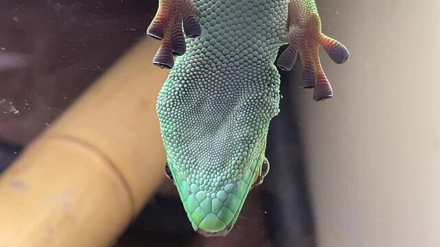 Aufnahme eines Tag Gecko in einem Terarium.
