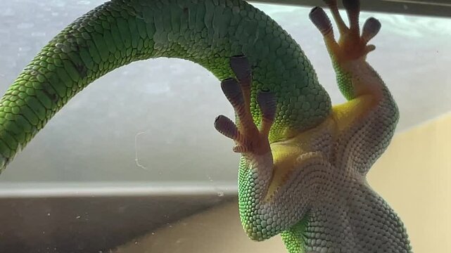 Aufnahme eines Tag Gecko in einem Terarium.