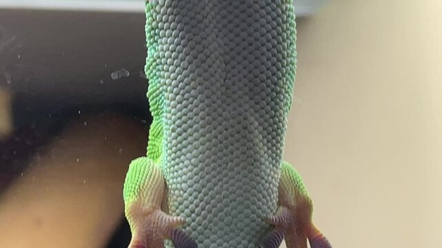 Aufnahme eines Tag Gecko in einem Terarium.