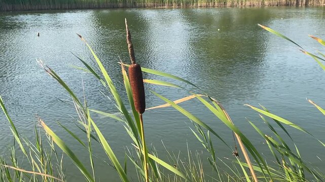 Eine Bumskeule, eine Rohrkolben an einem Teich.