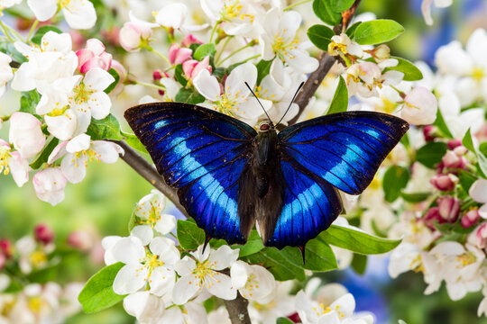 USA, Washington State, Sammamish. Tropical butterfly Prepona omphale on flowering white crabapple tree