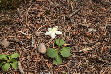 Wood Nymph (Moneses uniflora) white wildflower in Beartooth Mountains, Montana