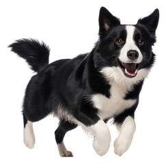 Fototapeta premium PNG Dog running mammal animal.