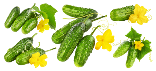 Collage mix set of Fresh cucumbers with yellow flowers and green leaves. Ripe cucumber vegetables. Organic food. Isolated. PNG.