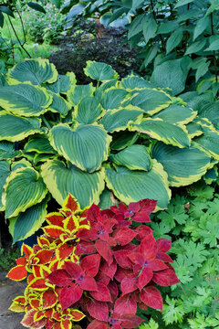 USA, Washington State, Sammamish. Garden with hosta and coleus, red, maroon