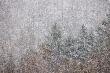 USA, Washington State. Snow falling on hardwoods and evergreen trees