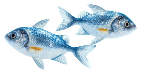Fototapeta premium PNG Seafood animal fish freshness.