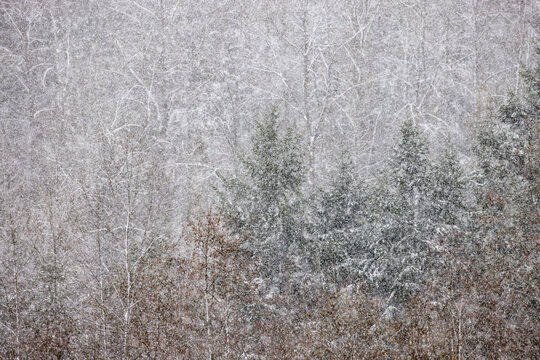 USA, Washington State. Snow falling on hardwoods and evergreen trees