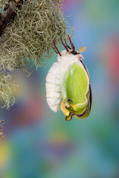 USA, Washington State, Sammamish. Luna silk moth just hatching out and expanding its wings
