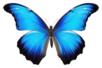 Fototapeta premium PNG A Beautiful butterfly animal insect white background.