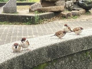 pigeons on the street