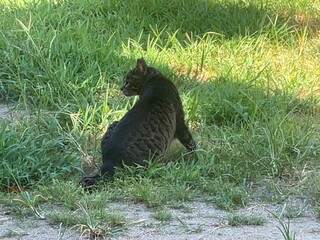 leopard walking on the grass