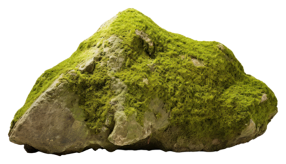 PNG A rock covered by green moss nature plant white background.