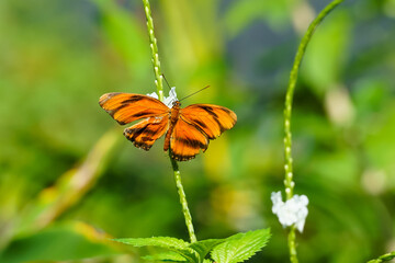 Banded orange butterfly in garden Aruba