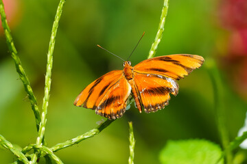 Banded orange butterfly in garden Aruba