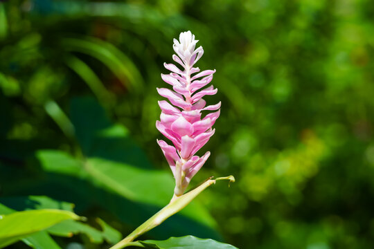 Closeup of pink Jinger Flower Aruba