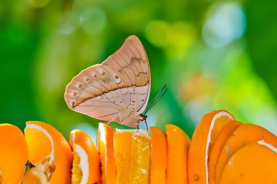 Banded king shoemaker butterfly eating orange Aruba