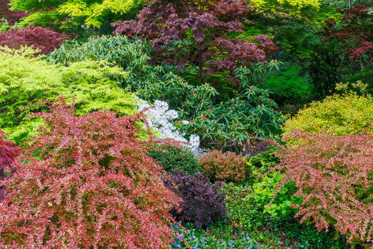 USA, Washington State, Sammamish. Front yard in the springtime with blooming Rhododendrons, Japanese maples. Barberries
