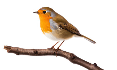 Obraz premium PNG Robin bird animal white background.