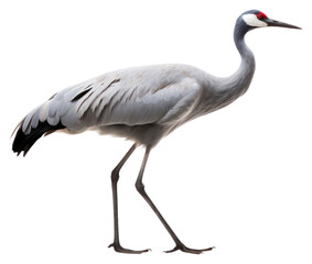 PNG Crane bird animal white.