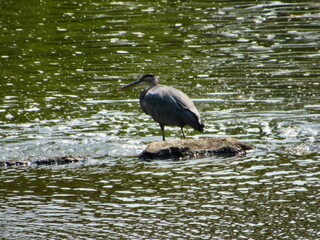great blue heron