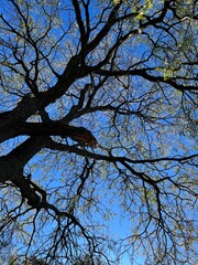 Spooky Tree Silhouette Against a Clear Blue Sky 