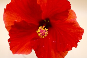 Red Hibiscus flower, closeup 