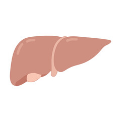 liver illustration, vector design of human internal organs