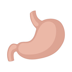 stomach illustration, vector design of human internal organs