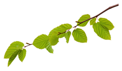 PNG Beech leaves tree branch plant.