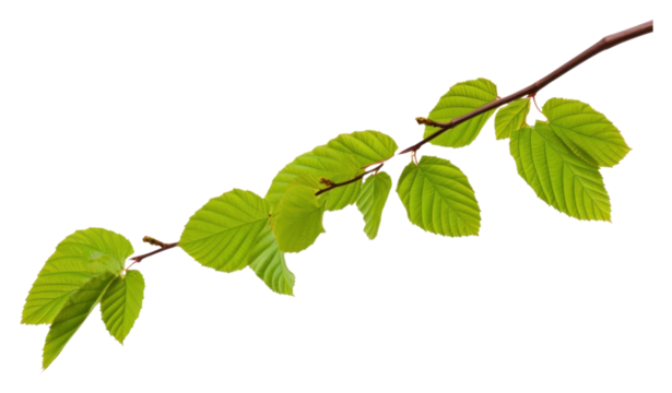 PNG Beech leaves tree branch plant.