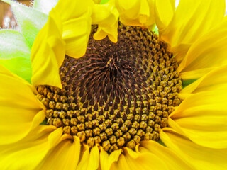 sunflower with bee