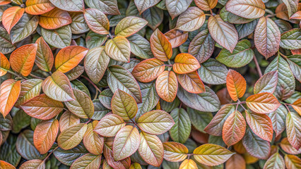 Seamless pattern of colorful autumn leaves in warm tones for a natural texture design
