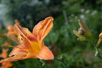 Obraz premium Tiger lily flowers with snail on blurred green background. Blooming lilies for publication, design, poster, calendar, post, screensaver, wallpaper, postcard, cover, website. High quality photo