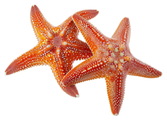 PNG 2 Starfishs starfish animal invertebrate.