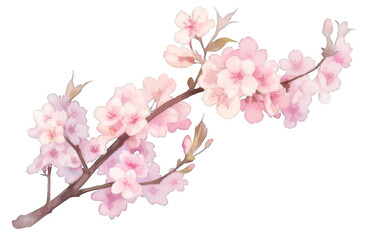 Fototapeta premium a branch of pink cherry blossom 