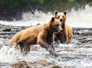Fototapeta premium Coastal Brown Bears Hunting for Salmon