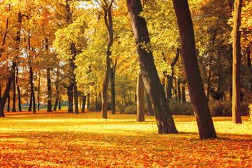 Autumn landscape. Autumn trees in the autumn park in sunny weather, autumn landscape scene