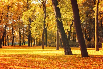 Selbstklebende Fototapeten Autumn landscape. Autumn trees in the autumn park in sunny weather, autumn landscape scene © syntheticmessiah