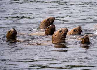 Fototapeta premium Curious Group of Sea Lions