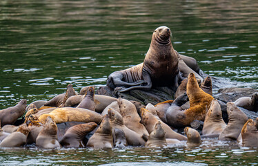 Dominant Male Sea Lion with its Herd