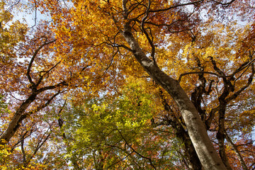 Fototapeta premium 紅葉した大木