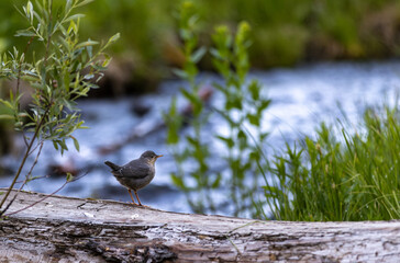 American Dipper, Morning