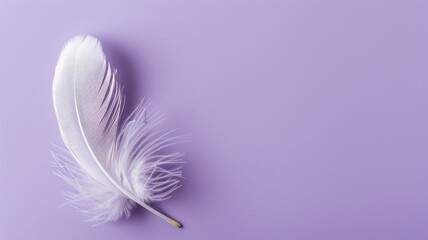 Delicate white feather against smooth lavender background