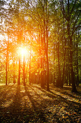 Naklejka premium Autumn forest landscape. Picturesque view of sunset in the autumn forest with sunbeams breaking through the autumn tree branches. Soft filter applied