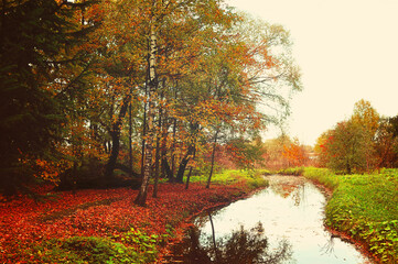 Fototapeta premium Autumn forest landscape. Yellowed oak trees near the small forest river in foggy weather - autumn picturesque landscape, creative filter processing