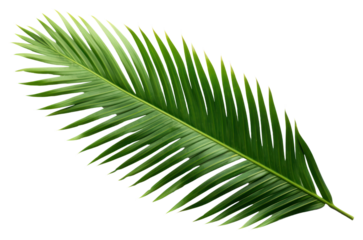 PNG Leaf tree plant white background.