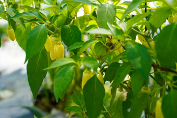 Small, yellow, hot peppers hanging off the plant. Vegetable garden.