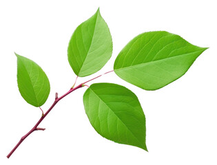 Fototapeta premium PNG Small rose leaf plant green herbs.