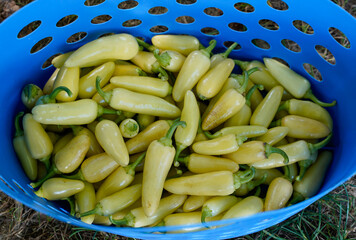 Blue basket full of hot peppers. Harvest from the garden.